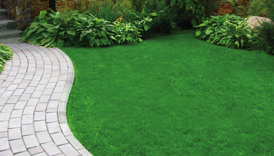 Deep Rich Green Lawn and Stone Walkway