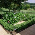 Hydrangea flower bed