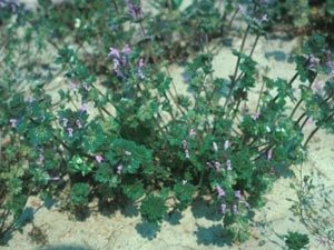 Henbit