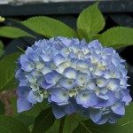 Hydrangea