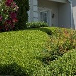 Detail of shrubs at home garden