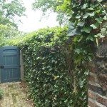 Backyard door and vines on brick wall