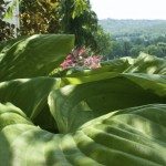 Elephant Ears