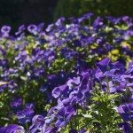 Purple flower beds