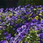 Purple flower beds