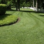 Freshly cut yard