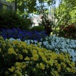 Close up of flower beds