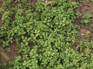 Chickweed