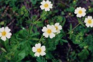 Cinquefoil