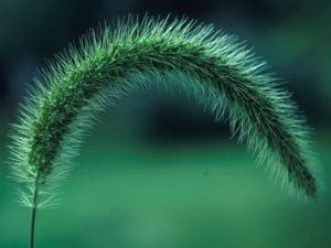 Giant Foxtail