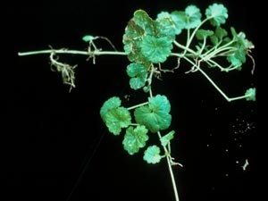 Ground Ivy