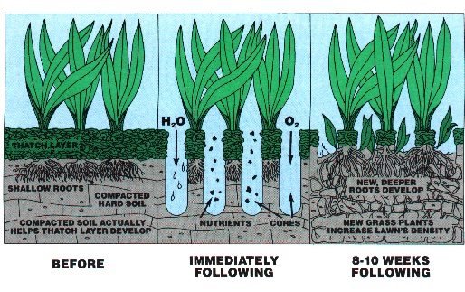 Aerate Your Lawn for Healthy Benefits