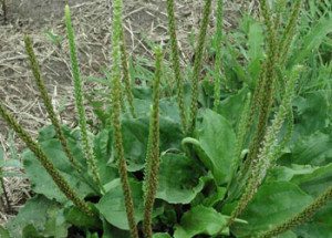 Broadleaf Plantain