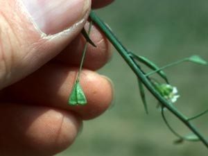 Shepherds Purse