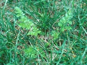 Wild Carrot