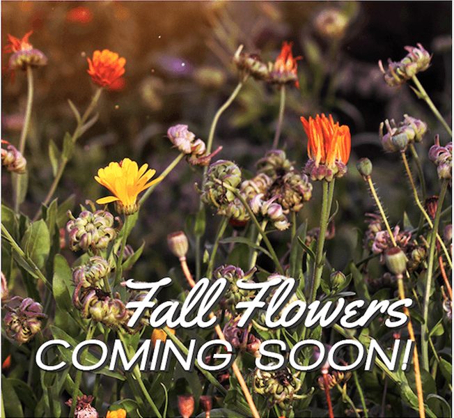 fall flowers coming soon