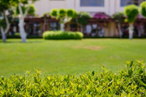 5_Round_3_Insect_and_Disease_Tree_Shrub_3 Berry Hill Landscaping
