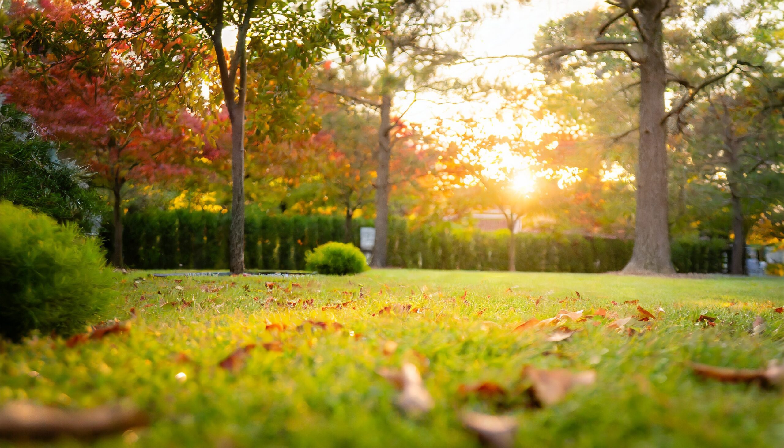 Vibrant Nashville backyard in fall, showcasing Turf Managers' expert fall lawn care schedule.