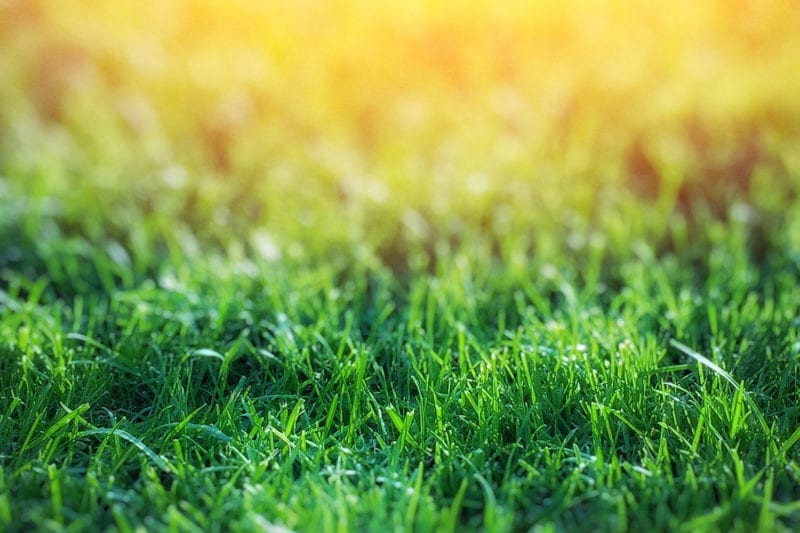 4 Tips to Properly Prevent Brown Patch Fungus