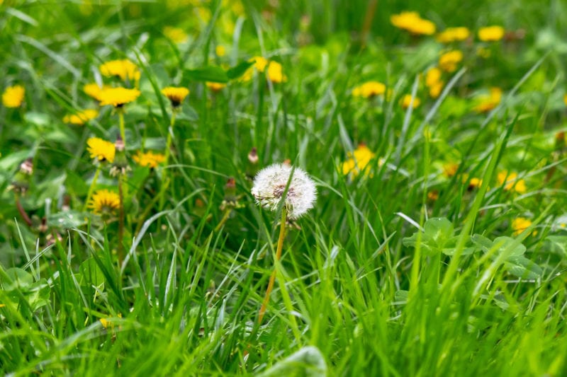 How to Stop Weeds from Growing in Your Yard!