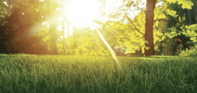 Sunlight through trees onto lawn
