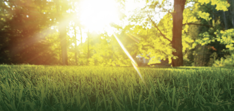 Sunlight through trees onto lawn