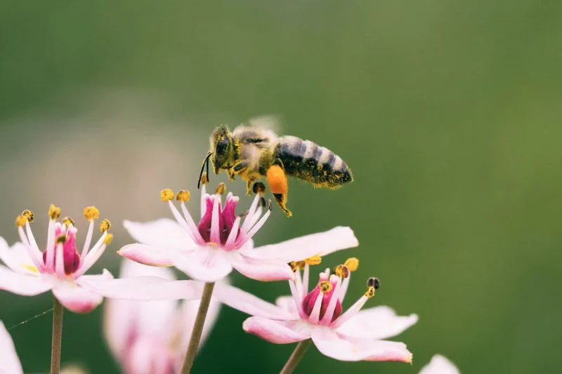 Importance of bees