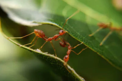 Turf Managers Ants