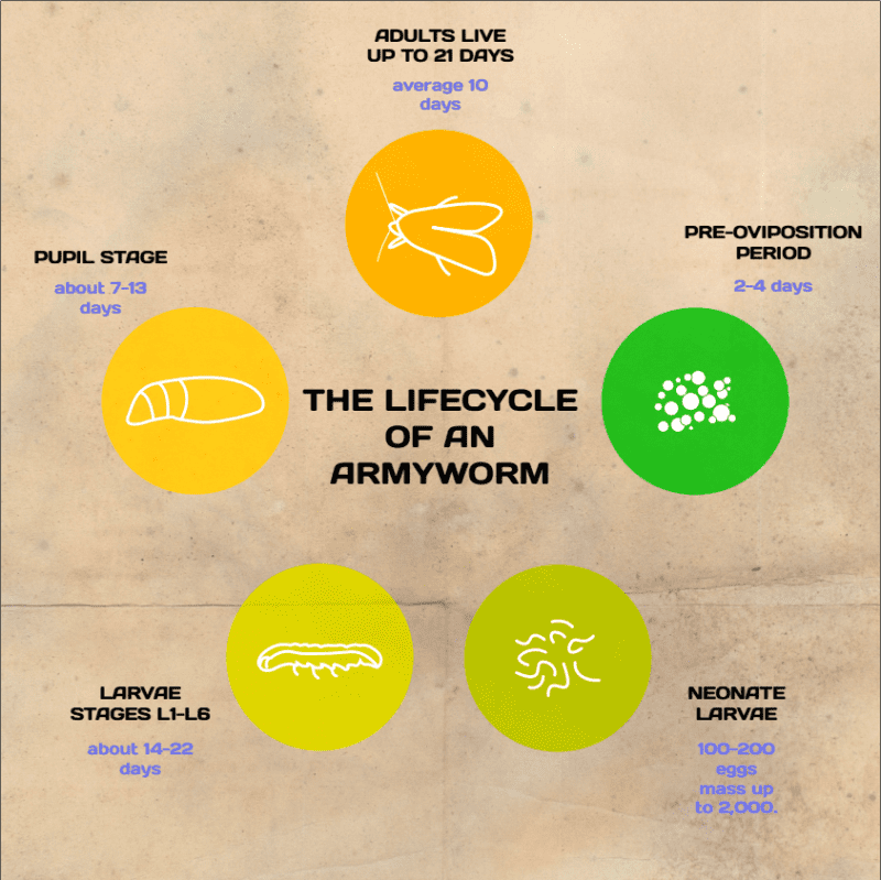 Life Cycle of an Army Worm