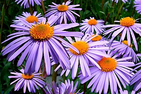 Asters in Bloom