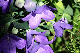 Balloon Flowers