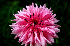 Bee Balm Flower