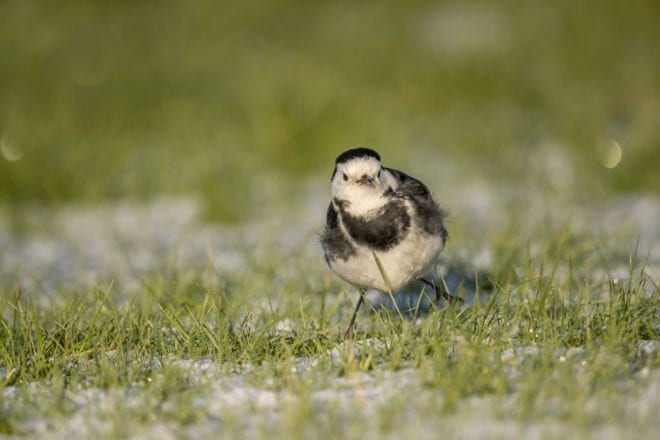 Pied Wagtail on the snow covered grass
