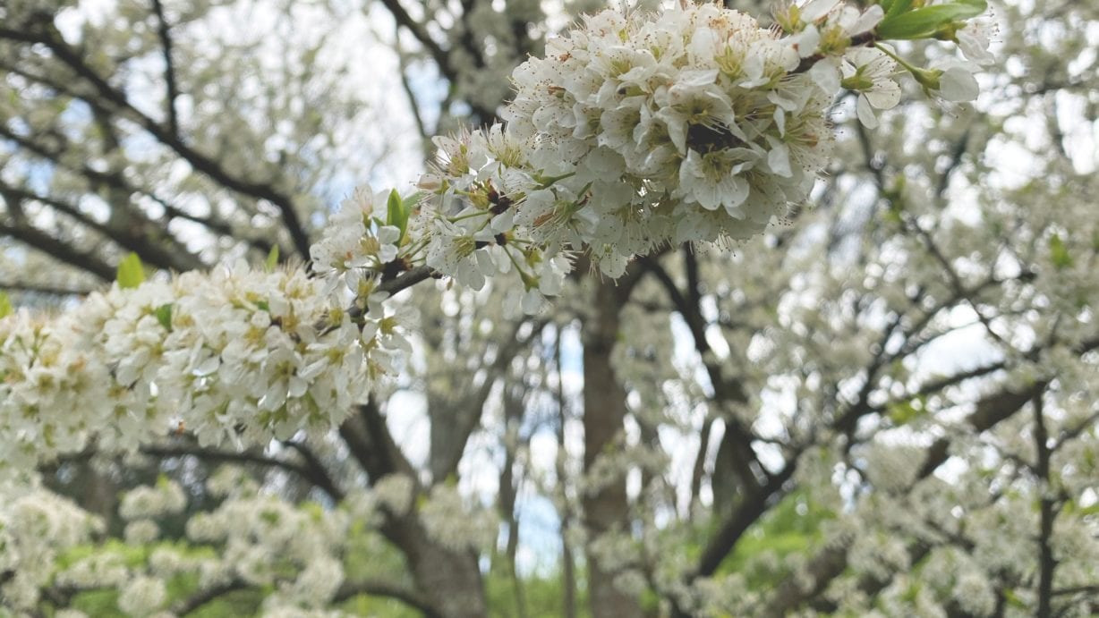 Tennessee Trees Flowering This Spring - Nashville Landscaping