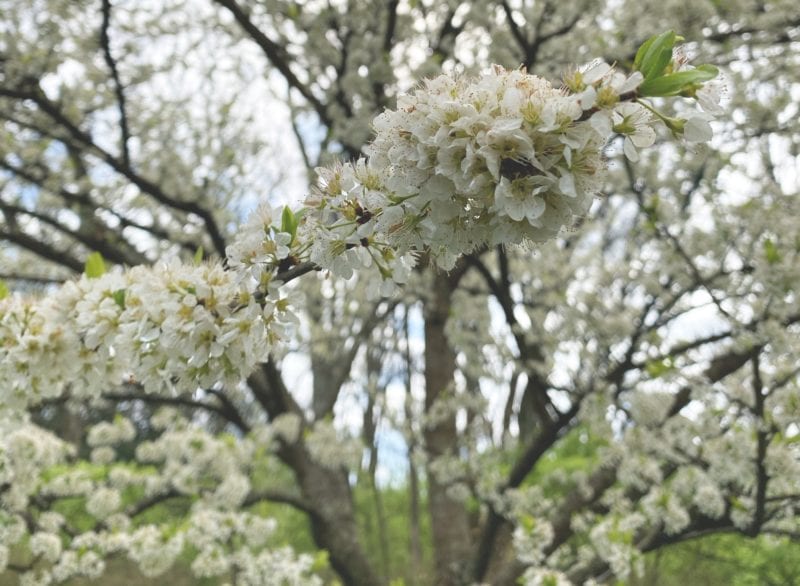 Cherry Tree - White Blossoms