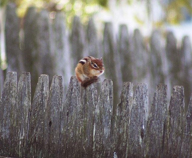 chipmunk-fence