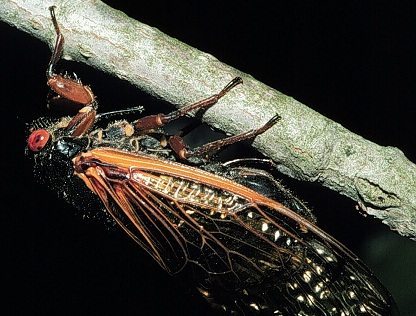 Cicadas