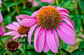 Coneflower Bloom