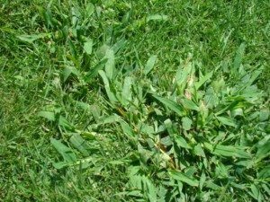 Crabgrass