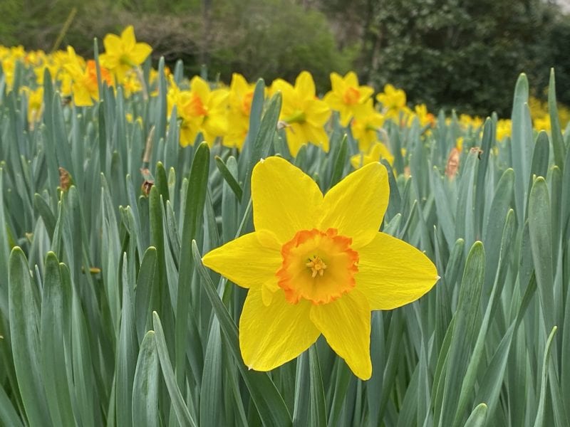 Large Daffodil Blooming