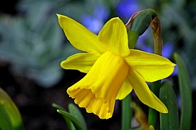 Daffodil Flower