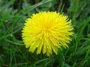 dandelion