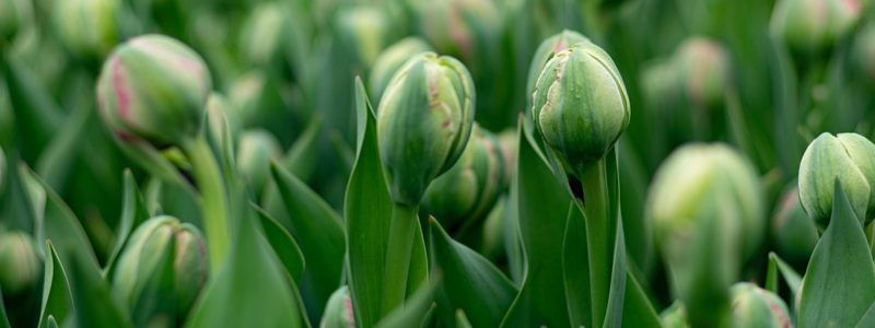 Early Flowering Bulbs