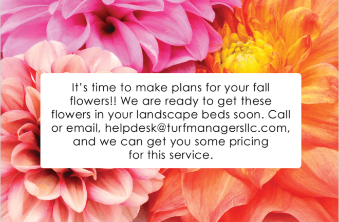 fall flower plans