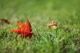 Fall Grass with Leaf