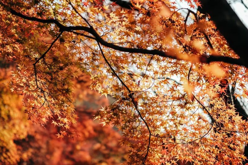 Fall Colors - Orange Leave in Tree