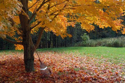 Fall Leaves