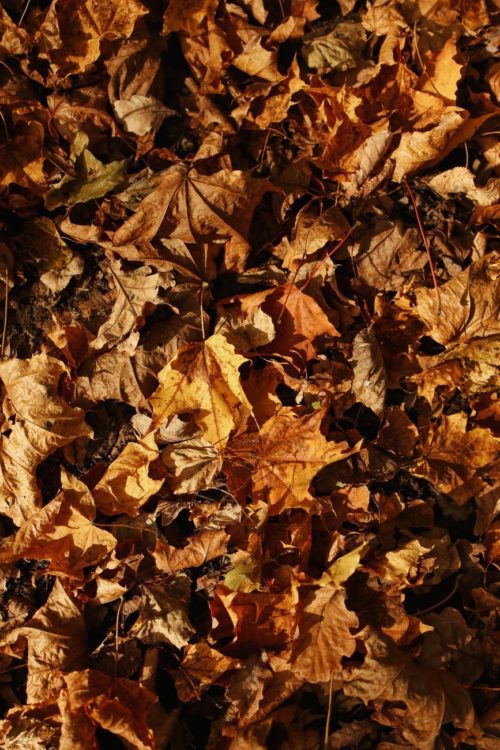 Fallen Leaves on the Ground