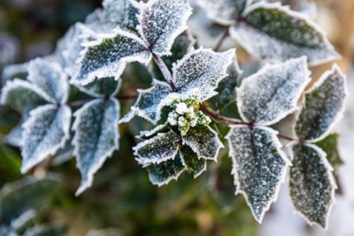 Cold Weather Plants - Frost Covered Leaves