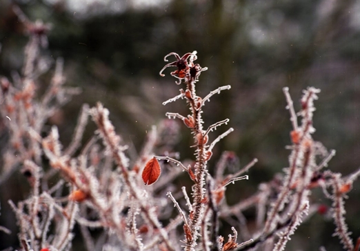 Frozen Bush Stems - Frozen Ice Plant